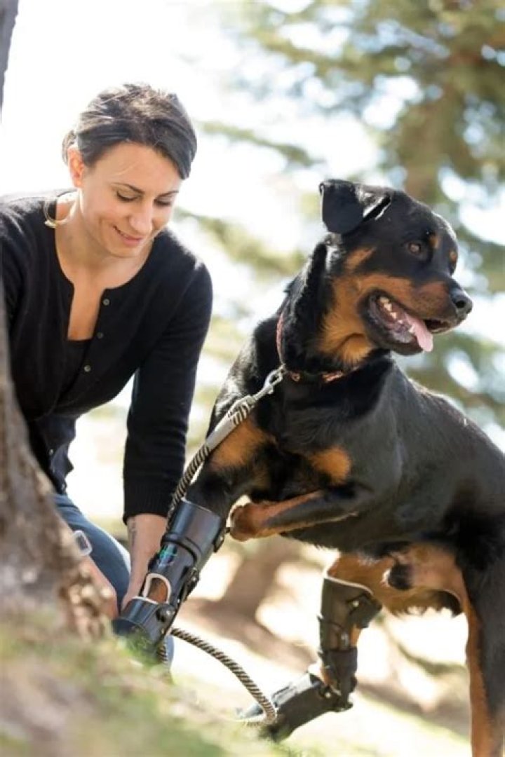 Brutus the Rottweiler pup, the quadruple amputee pup who could