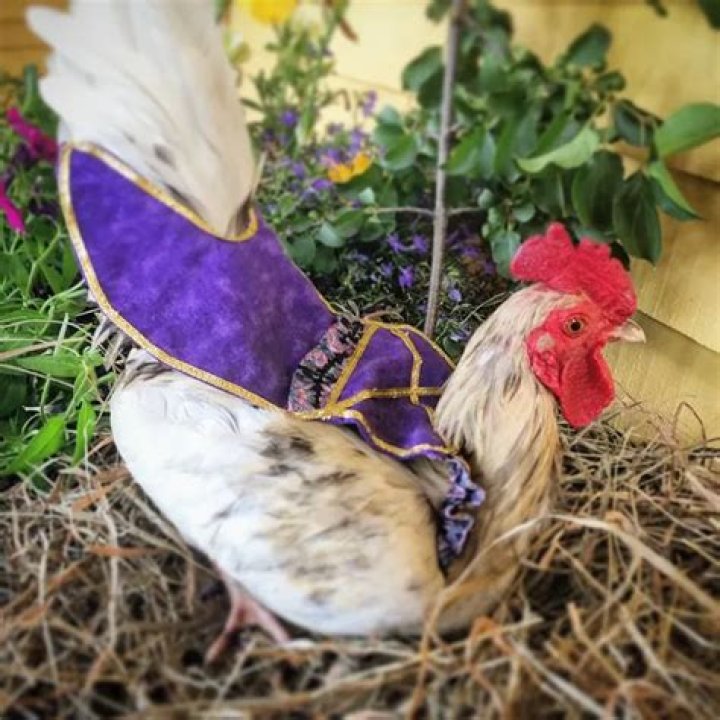 Chicken Fashion: Diapers, Saddles, & Tutu’s for Poultry by Pampered Poultry