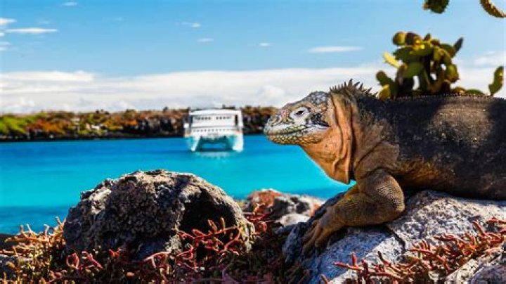 Galapagos Islands Cruise Vacations | Celebrity Cruises