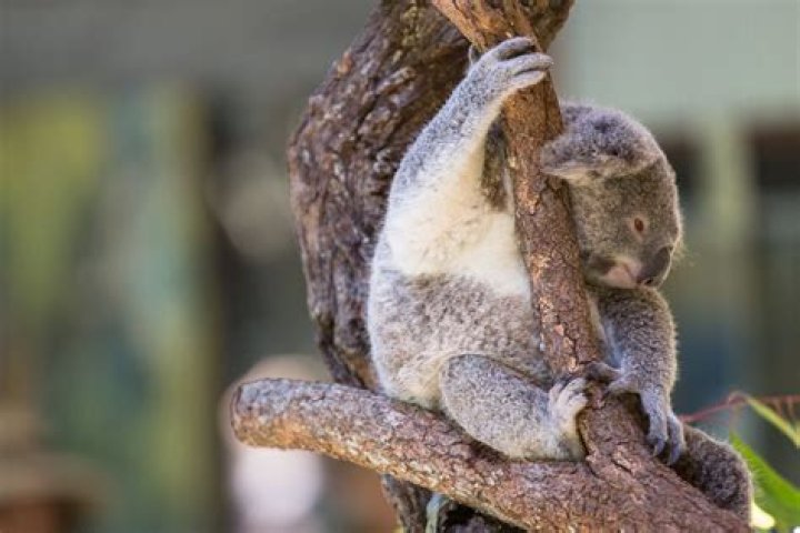 What Is Australia Known For?